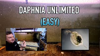 How I Raise Daphnia Water Fleas And You Can Too [upl. by Ccasi]