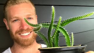 FoolProof Way To Quickly Grow Dragon Fruit From Seed  WITH RESULTS  shorts [upl. by Ahsaret]