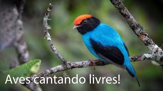 Brazilian Birds Singing  Aves Brasileiras [upl. by Mir]