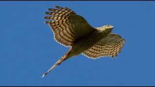 Sparrowhawk Bird Call Bird Song [upl. by Maxi303]