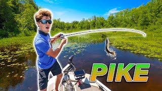 EPIC Backwater Fishing for NORTHERN PIKE Vicious Strikes [upl. by Dnaltiac992]