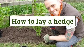 How to plant a garden hedge [upl. by Perkoff]