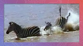 Zebra NightMares  Zebras vs Crocodiles  Graphic [upl. by Lecirg]