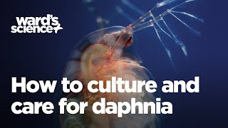 Caring and Culturing for Daphnia [upl. by Annaoj]