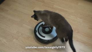 Cat shows HOW TO use iRobot Roomba Vacuum [upl. by Jerusalem762]