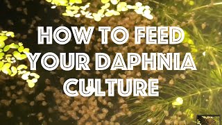 How To Feed Your Daphnia Culture [upl. by Sirtimed]