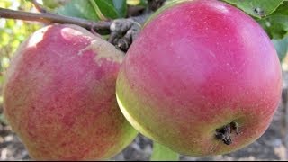 How to Plant a Fruit Tree  Essential Steps [upl. by Joey47]