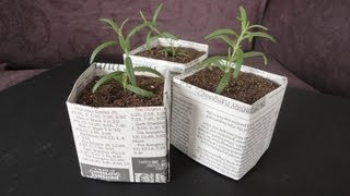 DIY Newspaper Pots for Seed StartingCuttings [upl. by Irotal]