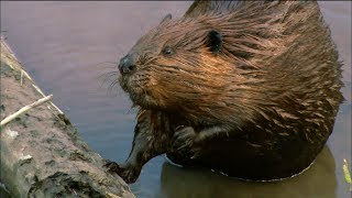 How Do Beavers Build Dams  Nature on PBS [upl. by Ais901]