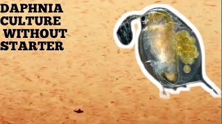 HOW TO CULTURE DAPHNIA NATURALLY WITHOUT A STARTER [upl. by Airalav48]