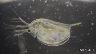 Daphnia magna under the Microscope [upl. by Gerek875]