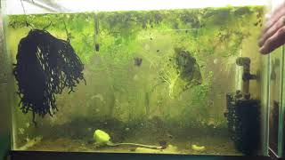 Scuds Daphnia Cherry Shrimp Copepods My aquatic food culture [upl. by Aisatna]