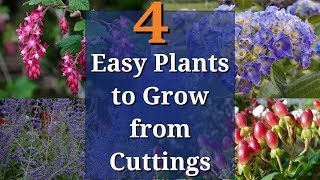 4 Easy Plants to Grow from Cuttings [upl. by Mair]