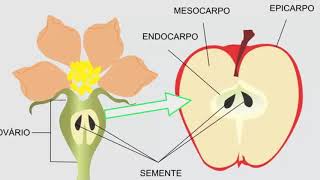 Taxonomía del reino plantas  1ESO [upl. by Aidyl]