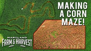 How to Make a Corn Maze  Maryland Farm amp Harvest [upl. by Guimond]