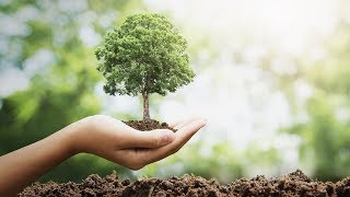 How To Plant a Tree [upl. by Navy]