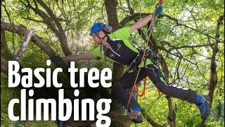 Simple amp safe tree climbing ascent technique [upl. by Cecilia]