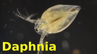 Daphnia [upl. by Selin639]