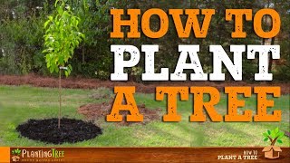 How To Plant A Tree  PlantingTree™ [upl. by Lorenzo]