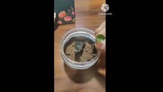 How to make plant terrarium easily [upl. by Joela]