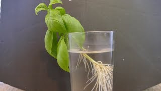 How To Take Plant Cuttings [upl. by Ecinwahs]