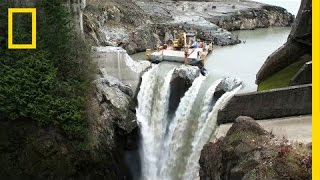 After Largest Dam Removal in US History This River Is Thriving  National Geographic [upl. by Bow219]