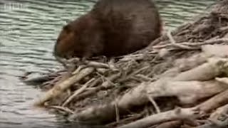 How Do Beavers Build A Dam  BBC [upl. by Haley]