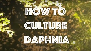 How To Culture Daphnia Magna [upl. by Atnoled]