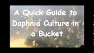 How to culture daphnia outside [upl. by Marr]