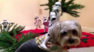 Stormtroopers Christmas Tree Setup Star Wars [upl. by Sipple]