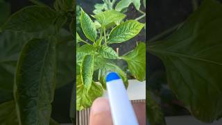 DIY Plant Bug Spray  Olive Oil and Dish Soap  creative explained [upl. by Adnoel89]