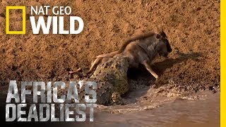 Croc Sneak Attack  Africas Deadliest [upl. by Gosselin713]