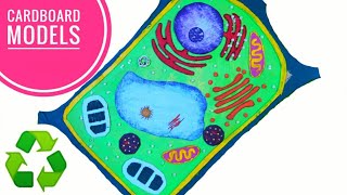 Easy Plant Cell Model Project  Step by Step [upl. by Adnarem]