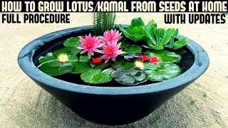 How to Grow Lotus Plant at Home With Updates FAST N EASY METHOD [upl. by Valina]