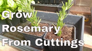 How To Grow Rosemary From Cuttings Two Ways BOTH Easy [upl. by Enylorac882]