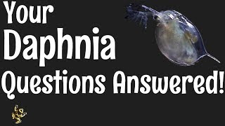 Daphnia Questions Answered [upl. by Cenac]