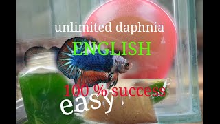 daphnia moina culture Easy way Unlimited production English  with sub Green water Chlorella [upl. by Ebner108]