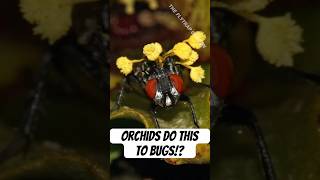 How Orchids are Pollinated [upl. by Elwood]