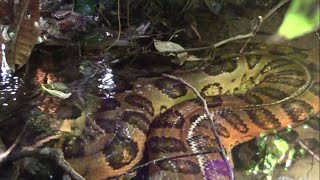 Giant anaconda in the Amazon rainforest  Close encounter [upl. by Chara]