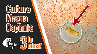 How to culture DAPHNIA MAGNA  The easy way [upl. by Nylinej]