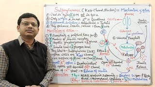 Diabetes Mellitus Part10 Mechanism of Action of Sulfonylurease  Antidiabetic Drugs  Diabetes [upl. by Tull701]