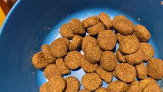 Acana and Gain Puppy Food Review [upl. by Ashelman]