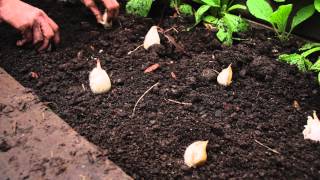 How to plant garlic [upl. by Annoel]