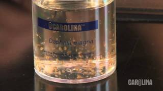 How to Care for Daphnia [upl. by Abott]