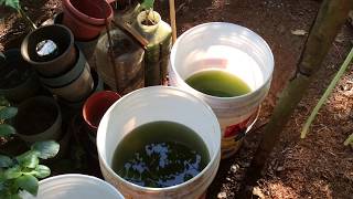 How to grow Green Water Algae [upl. by Walworth273]