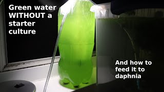 Green Water WITHOUT a Starter Culture  From Scratch  How To [upl. by Eceinert]