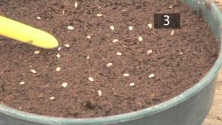 How To Plant Seeds In Pots  Gardening Ideas Tips amp Advice  Homebase [upl. by Kahaleel]