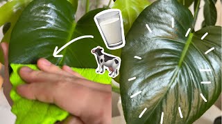 DIY Milk Leaf Shine [upl. by Tnilk]