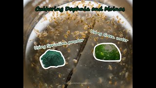 How To Culture Daphnia and Moinas using Green Water Spirulina powder [upl. by Adin133]