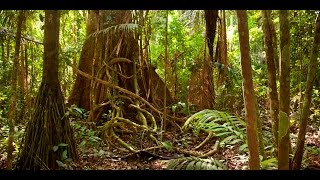 Amazon jungle documentary national geographic [upl. by Nikolia311]